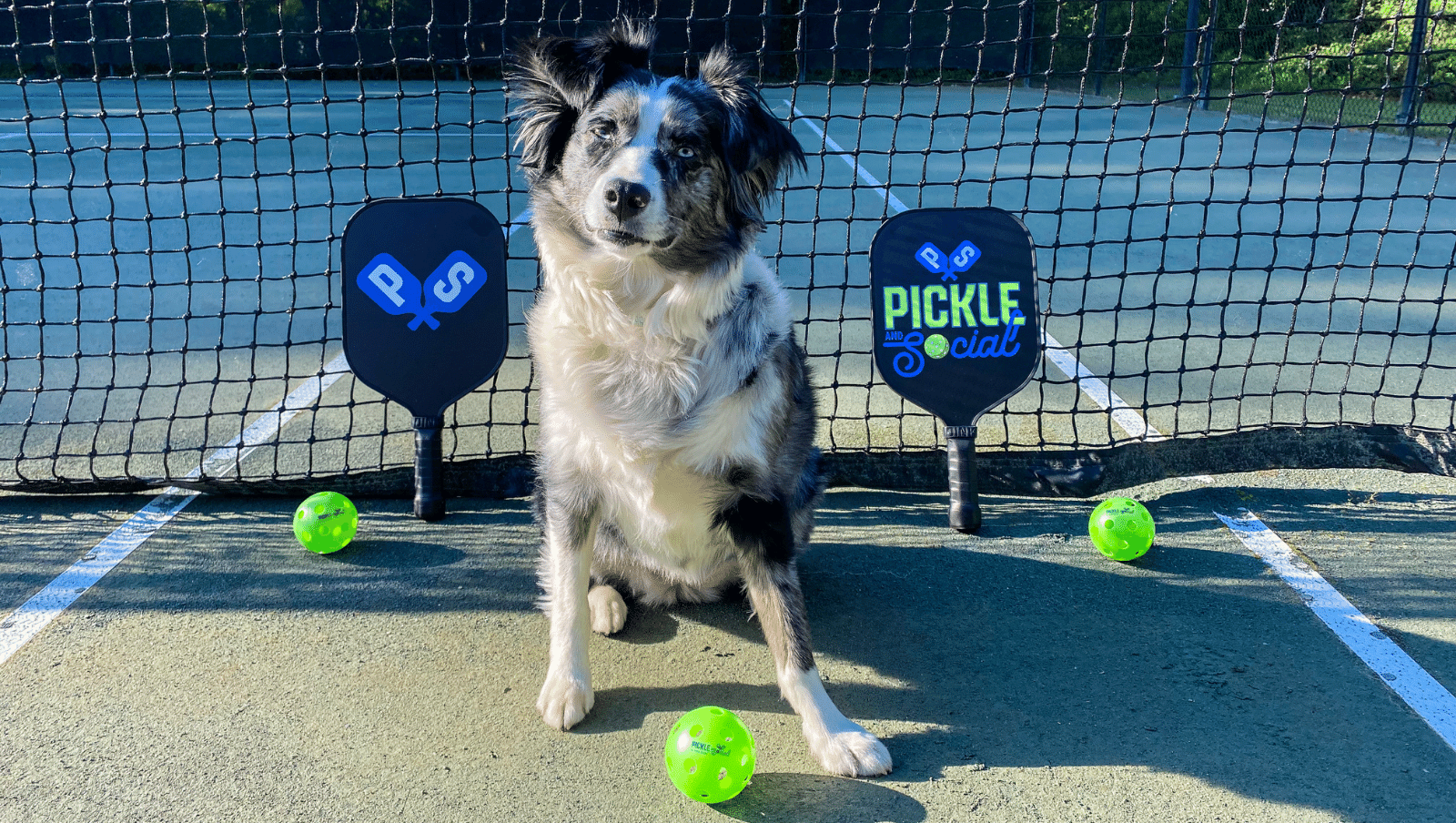 dog sitting on pickle ball court